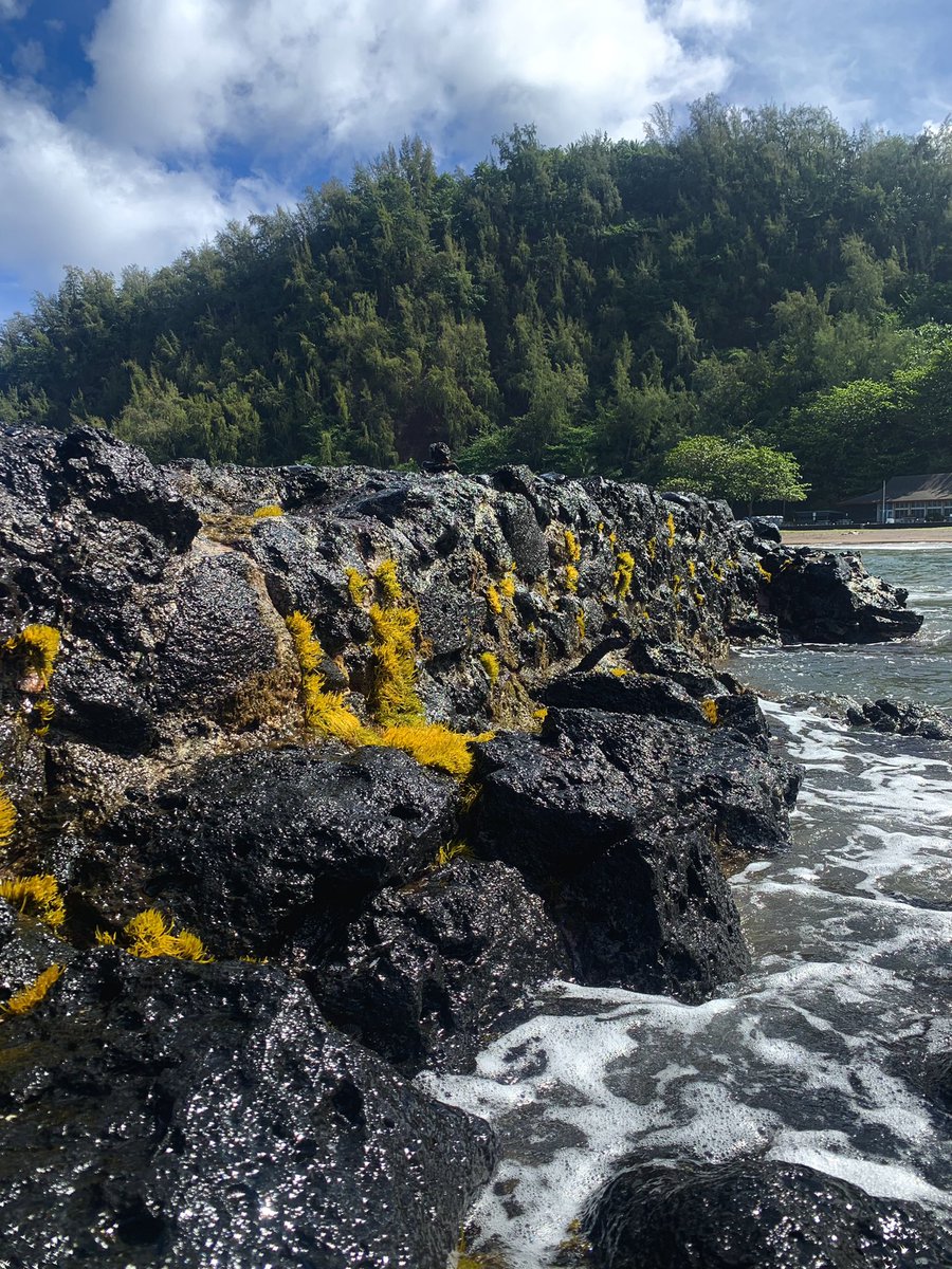 MGeneproject's tweet photo. Marine algae are important for maintaining the health of intertidal ecosystems. #conservation https://t.co/dg1l7sA8V9 https://t.co/1YNOO5YDlN