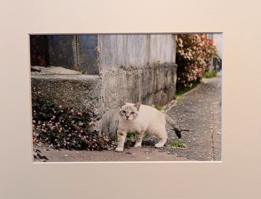 rinamatsuoka777's tweet photo. #服部実緒 さん(@httrmio)が作品を出展されている、ねこ展に行って来ました🐾千駄木駅からほど近くのギャラリー #knulp さんにて、実緒さんの温かくて可愛いくてちょいと不思議な新作2点と、猫愛に溢れたお写真達、ギャラリーの空間にとても癒された…😺今週21日(日)まで💮是非お立ち寄りください🐾 https://t.co/QvpkYj90i2
