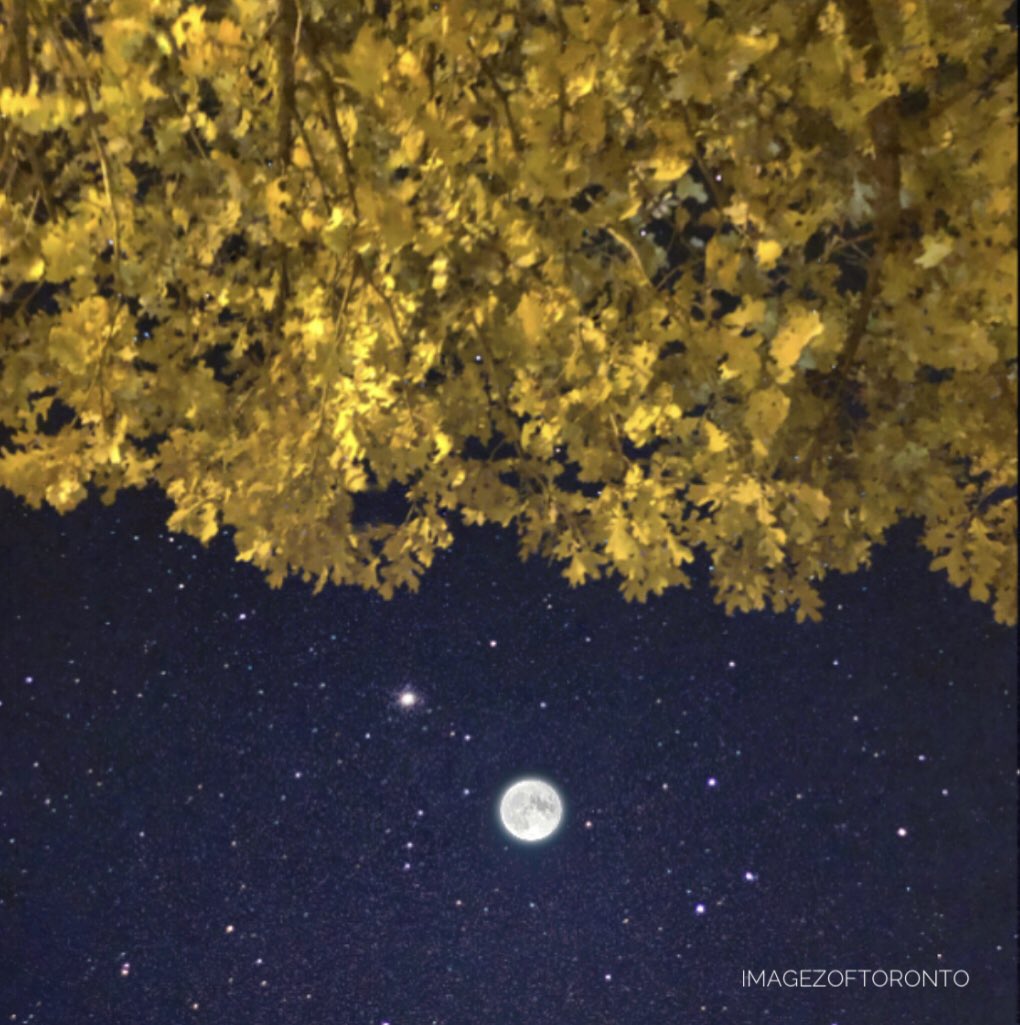 imagezoftoronto's tweet photo. Starry Fall night ✨ https://t.co/q4yeMR0Ayo