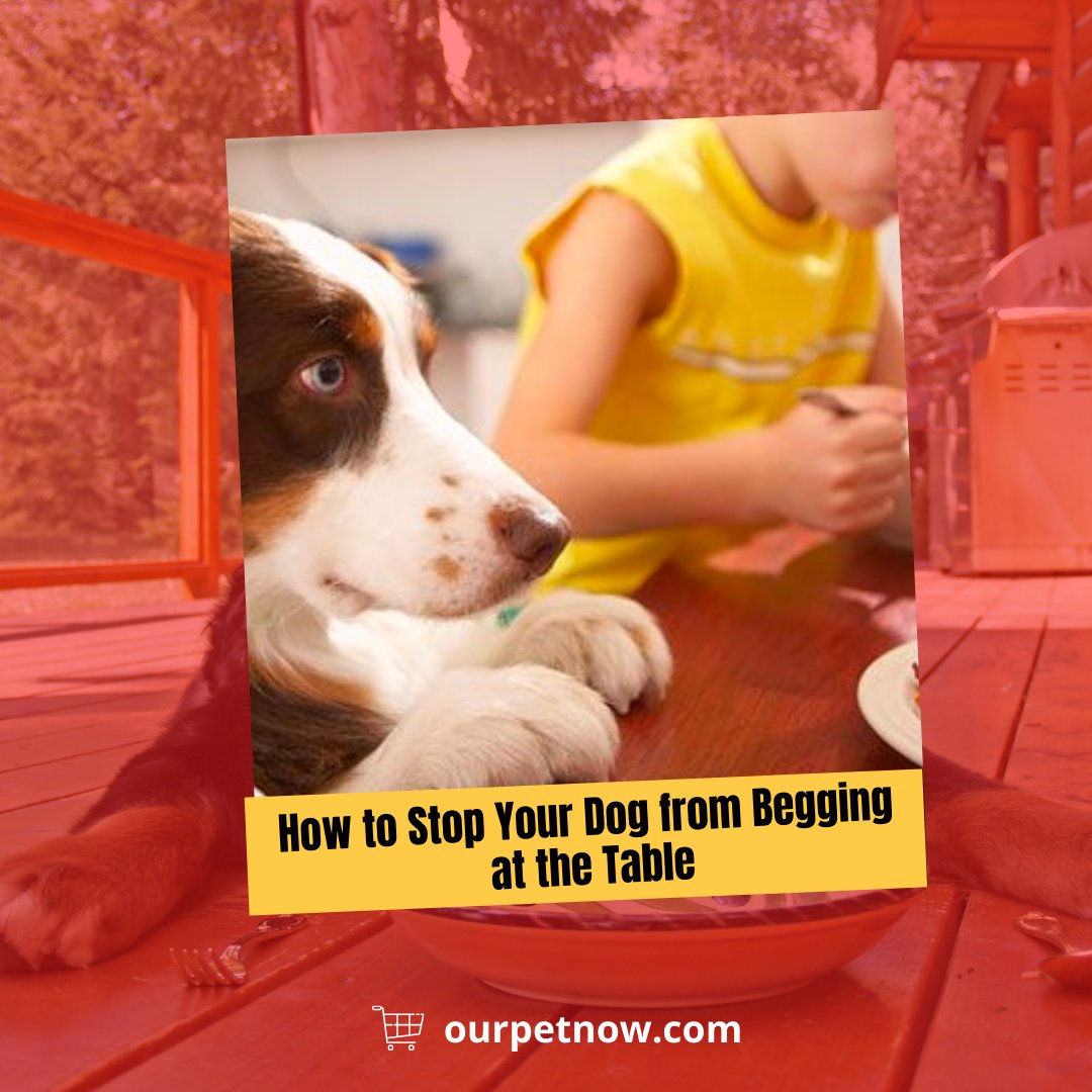 OurPetNow's tweet photo. When your dog begins to hang around you or your family members anytime you are near food, it may be a sign that they are experiencing begging behavior. 

Read more:
https://t.co/tqwukVh39m

#ourpetnow #doglovers #doglove #dogs #dogcare #organicdogsupplies #dogfood https://t.co/d7cy9w0Mh4