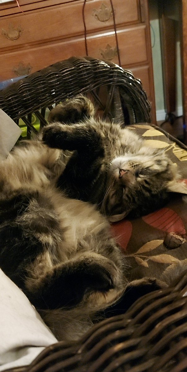 JustKiddinRight's tweet photo. Some cute photos of my cat, Ragnarok ^-^ #cat #cute #cuteanimals #cutepets #pets #cats https://t.co/DNQDKsAWyN