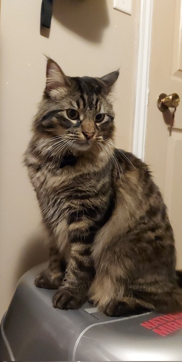 JustKiddinRight's tweet photo. Some cute photos of my cat, Ragnarok ^-^ #cat #cute #cuteanimals #cutepets #pets #cats https://t.co/DNQDKsAWyN
