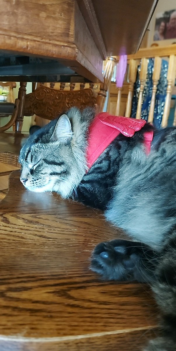 JustKiddinRight's tweet photo. Some cute photos of my cat, Ragnarok ^-^ #cat #cute #cuteanimals #cutepets #pets #cats https://t.co/DNQDKsAWyN