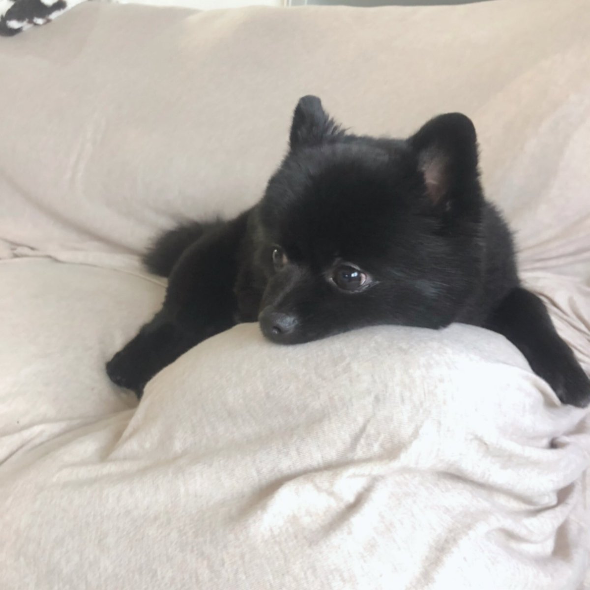 hagihukucha's tweet photo. 自分の足に顔のっけるタイプと
とろけるタイプです🧸♡

#ポメラニアン 
#はぎふく https://t.co/js07CYpAcR