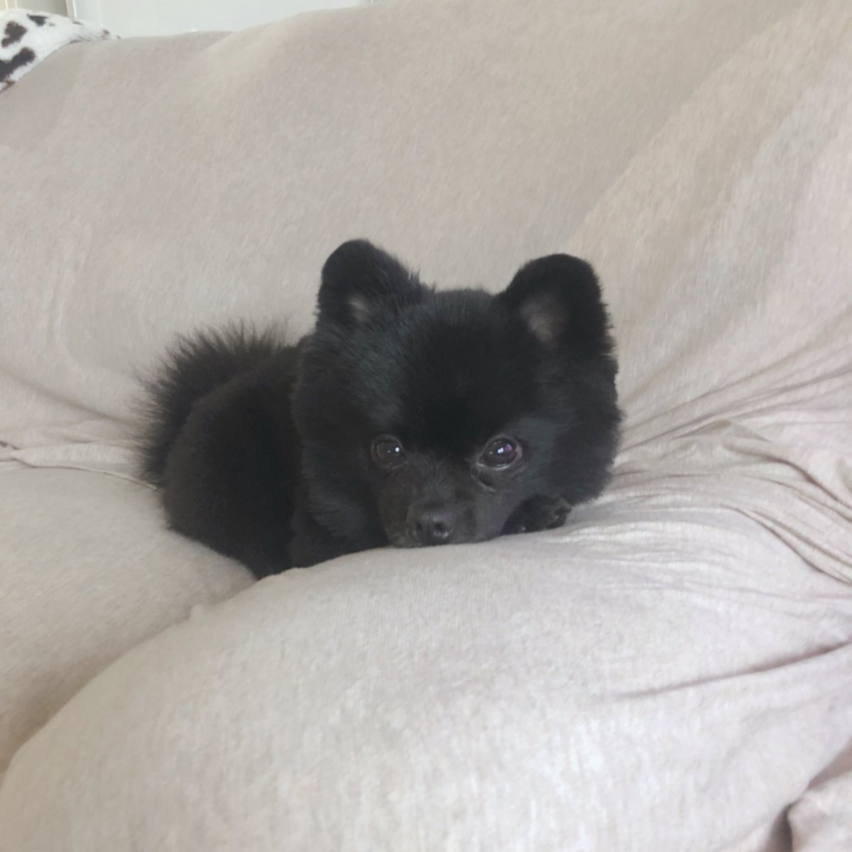 hagihukucha's tweet photo. 自分の足に顔のっけるタイプと
とろけるタイプです🧸♡

#ポメラニアン 
#はぎふく https://t.co/js07CYpAcR