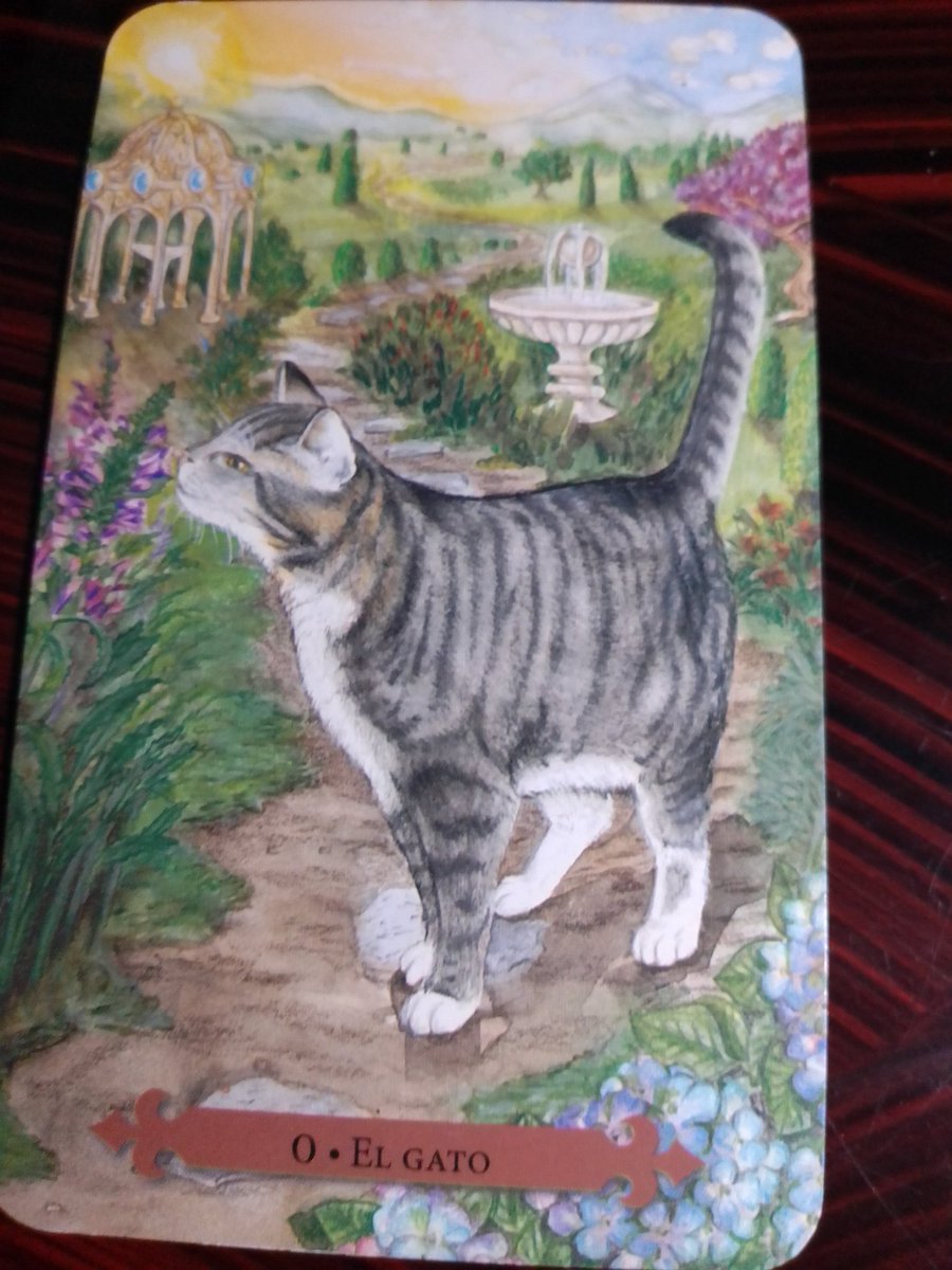 tarot_maya's tweet photo. Tarot de los gatos ☺️ https://t.co/nIlObYkuFk