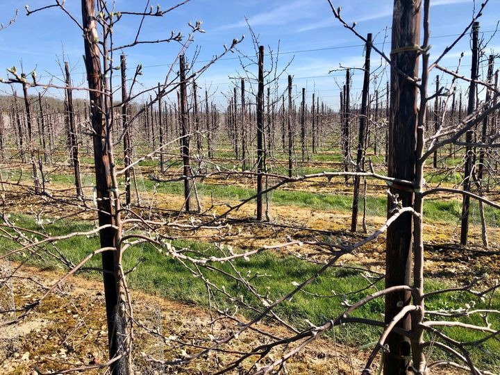ACGoatham's tweet photo. 🍎 Did you know British apple orchards require a minimum of 820 hours at temperatures below 7.2C, to help the new fruit and leaf buds to develop throughout the Spring 🍎
https://t.co/L3pWfJBTBx
.
.
#farmingfact #didyouknow #farming #growing #apples #British #Kent #orchards https://t.co/ijGJIJ3v6C
