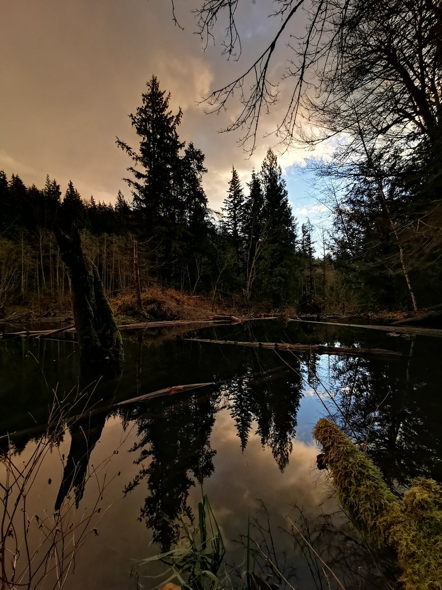 geordiemuppet's tweet photo. Exploring the ponds and water courses after the #BCStorm.
#Fall #FallLight #Autumn #Reflections #FraserValley #BritishColumbia https://t.co/XAQjgoIOy4