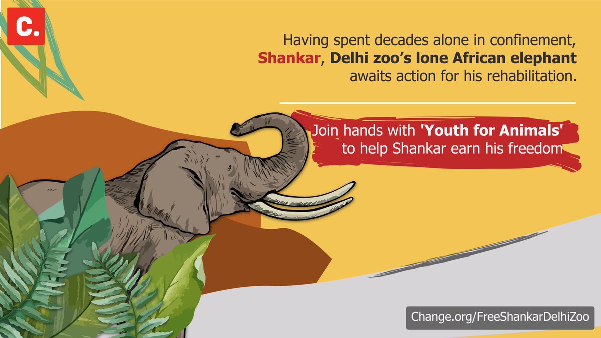 #Thread | In 1998, a 26 month-old male African elephant was presented as a diplomatic gift by Zimbabwe to India. He was named 'Shankar' after India’s 9th President Dr. Shankar Dayal Sharma. (1/2)

#FreeShankar