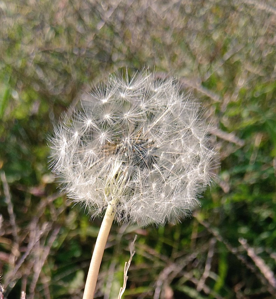 西洋タンポポ Twitter Search Twitter