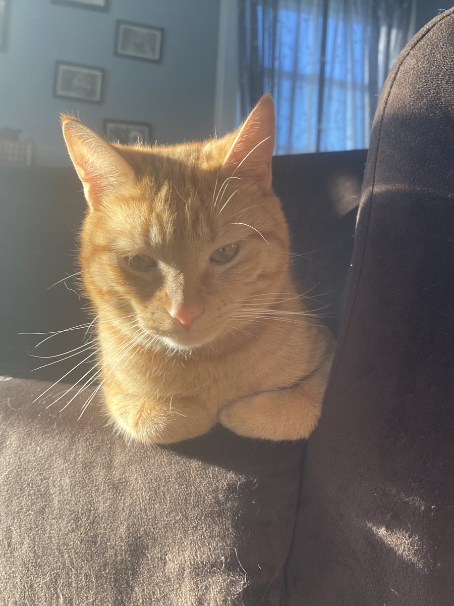 elton the cat tweet media