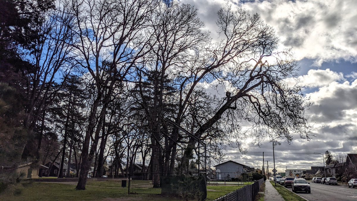 TKoutside's tweet photo. Yesterday's wind took the last leaves off the #GarryOaks https://t.co/60vQaC0H3o