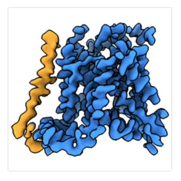 new release2

7P9V: Cryo-EM structure of System XC-
7P9U: Cryo-EM structure of System XC- in complex with glutamate

Newstead lab.

'Molecular basis for redox control by the human cystine/glutamate antiporter System XC-'