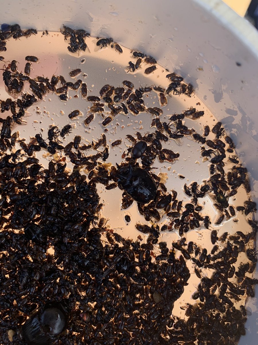 BonnyDunlopH's tweet photo. We got some!! At least 3 or 4 species (not all in the photo) but lots of beetles! https://t.co/f8eIlXVDPh