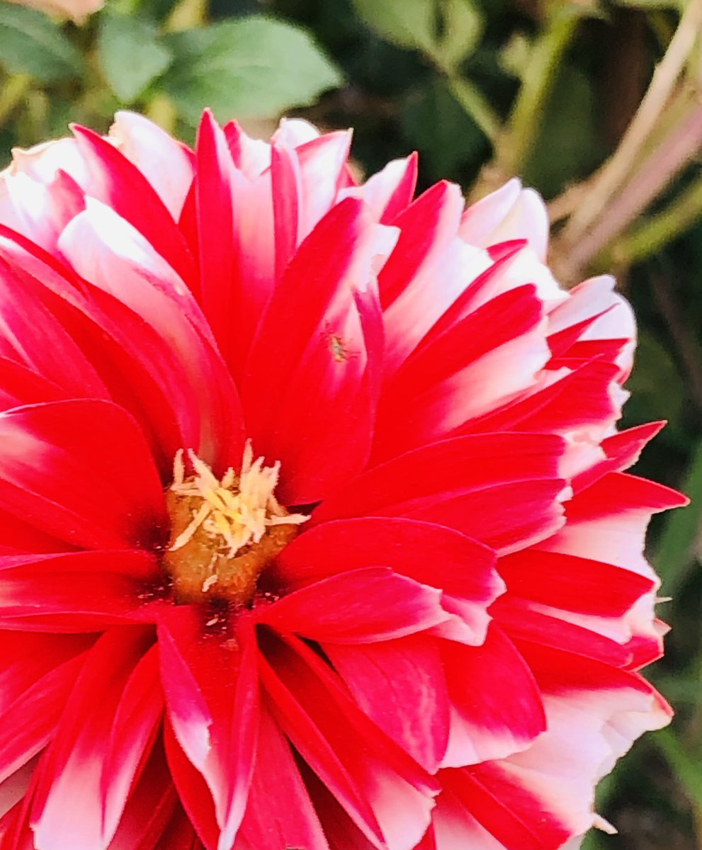 オリーブ ぱぁーっと艶やかな美人さん ホッと一息つきましょう 花 Tlを花でいっぱいにしよう