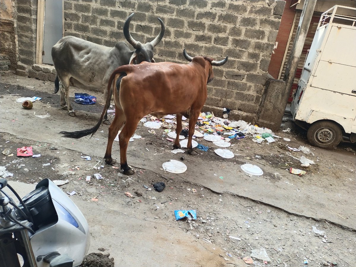 KacharaGulzar's tweet photo. @MCJunagadh @JuMC_Complaints @CommissionerJu2 આજે પણસફાઇ કર્મચારી  કચરા ના ઢગલા કરેલ છે દરરોજ ની જેમ કચરા ના ઢગલા ના કારણે અહીંયા રોડ ઉપર ગાય પ્લાસ્ટિક ખાય છે અને જાહેર પબ્લિક ને અવર જવર. માં પ્રોબ્લમ થાય છે plz જવાબદાર અધિકારી અમારી complain ધ્યાન માં રાખી યોગ્ય પગલાં લે https://t.co/GIIGLhmREv