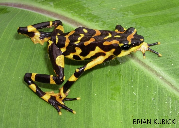 Costa Rican Variable Harlequin Toads (Atelopus varius) are aposematic, meaning they use bright colors to deter predation.

Their patterns and bold colors serve as a warning to other animals that they are toxic and taste yucky 🤢