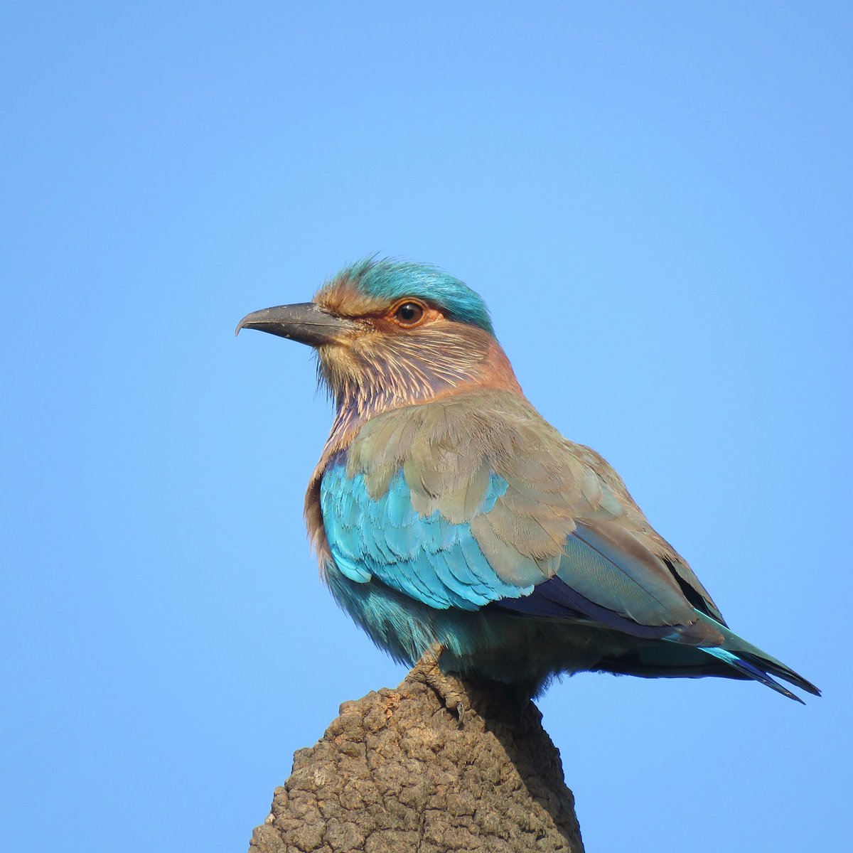 The Indian Roller, formerly known as the Blue Jay. The name is derived from the twists and turns in acrobatic loops performed during courtship and joyful times. It nests in holes in the trunk of trees, rented from woodpeckers #birdphotography #birdwatching #birding #nature #india