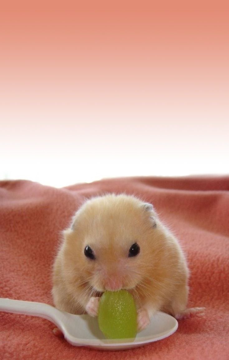 Продаются хомяки. Джунгарский хомячок. Карликовый хомяк джунгарский. Сирийский хомяк детеныши. Хомяк ест клубнику.