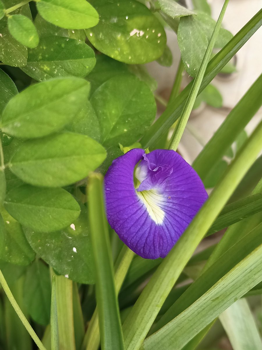 Morning from Butterfly pea
#flowerphotography #flower #NaturePhotography #nature