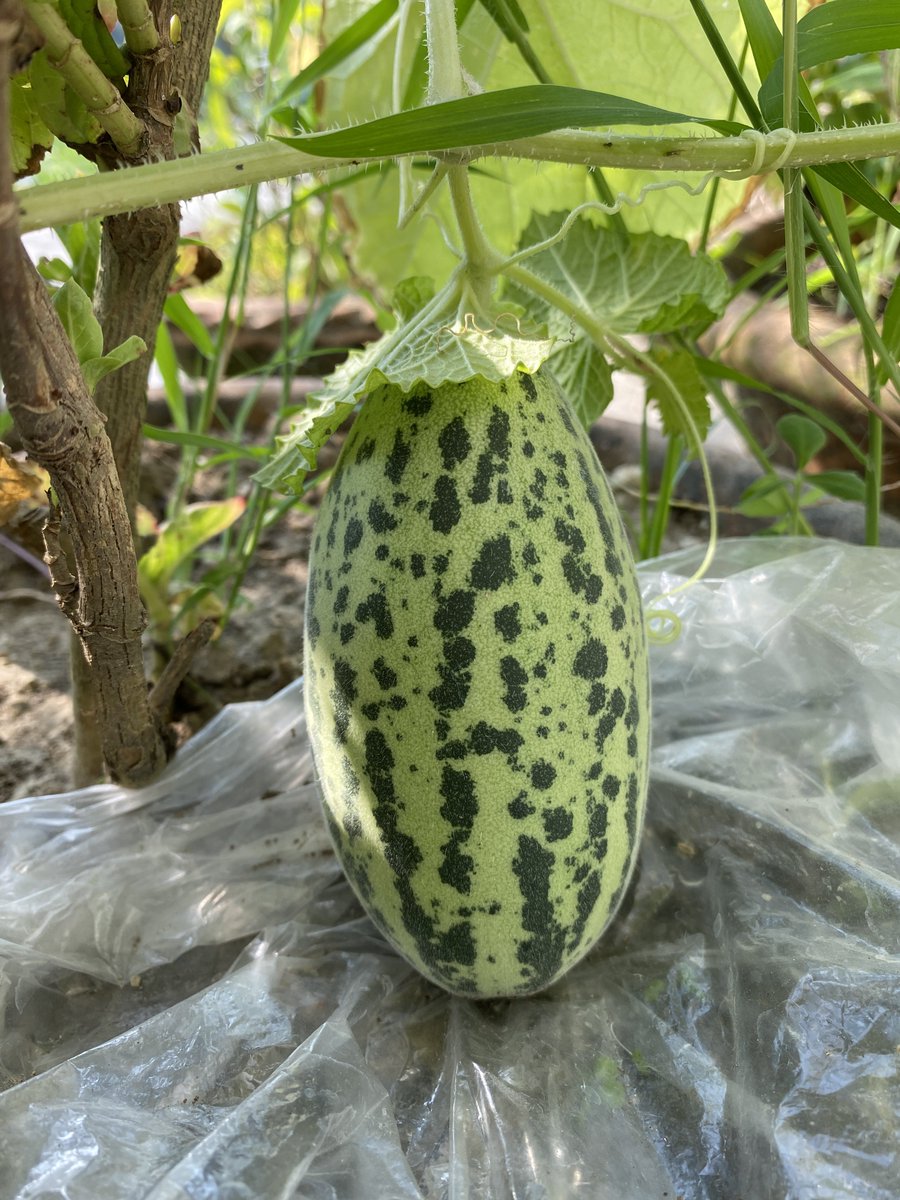 DimpyKoch's tweet photo. বনৰীয়া চিৰাল / #WildMelon
Helped Ma place polythene beneath her fruiting Bonoria Siraal vines. These won’t be eaten though, Ma will sew them in a string and hang them to dry. Makes great chutney when raw, n tenderising agent for marinades as a dry powder. #Kachri #Chibad https://t.co/hyyuEdaMGS