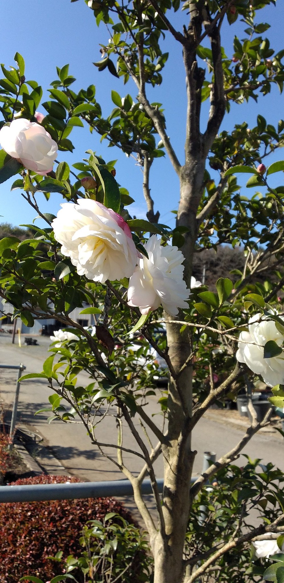 鹿沼カフェ Twitter Search Twitter
