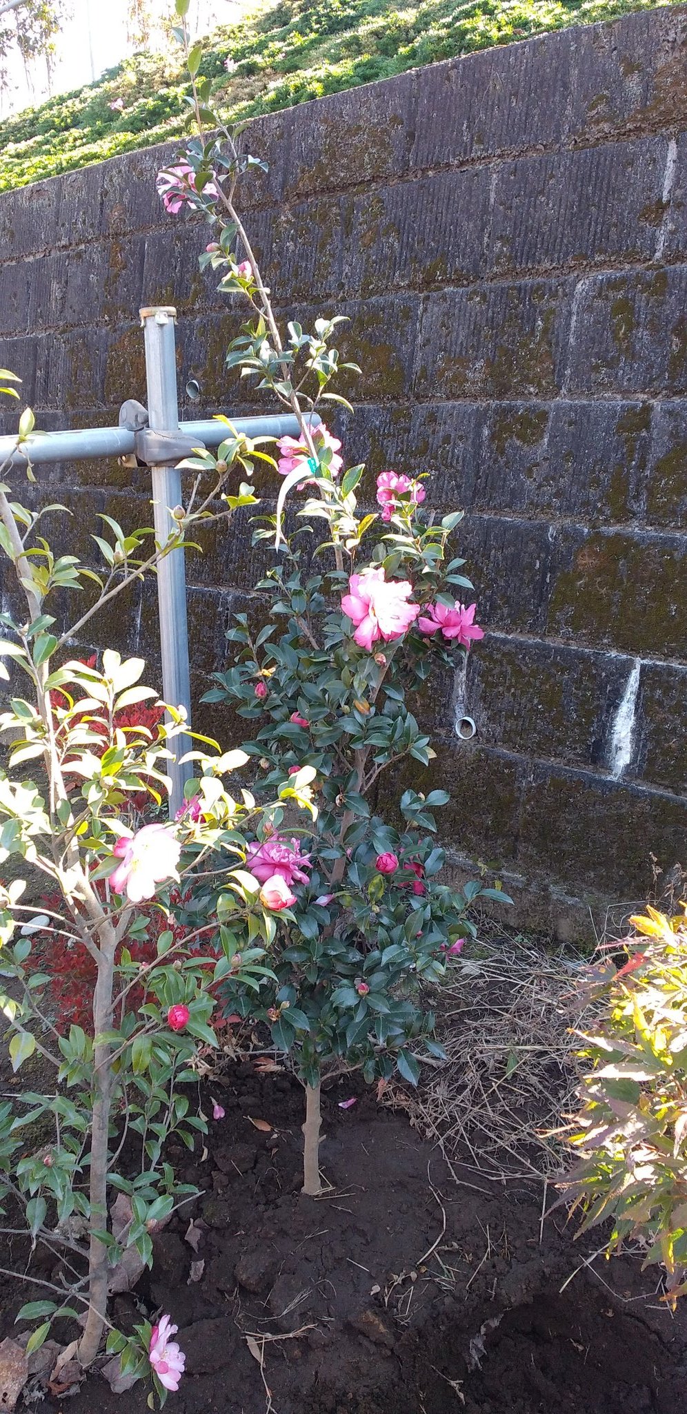 鹿沼カフェ Twitter Search Twitter