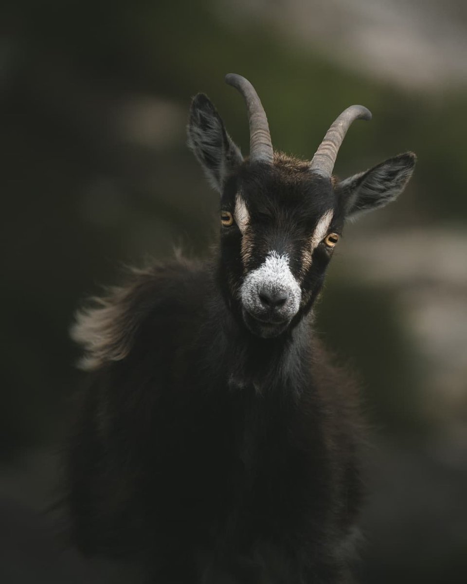 Caught by surprise 

Use #exploresnowdonia to be featured

📷© @joedodkins