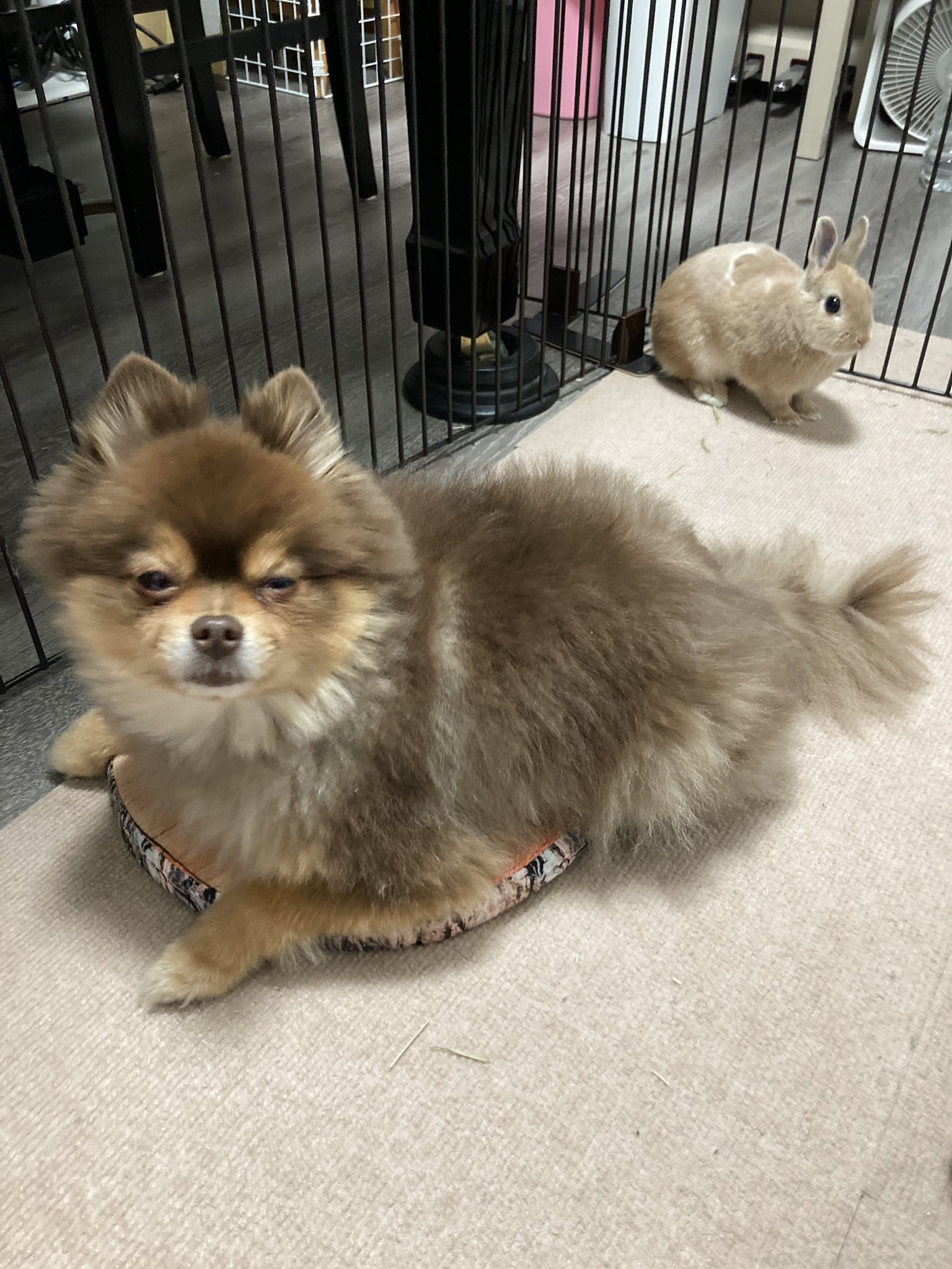 草食動物希望の犬 Twitter Search Twitter