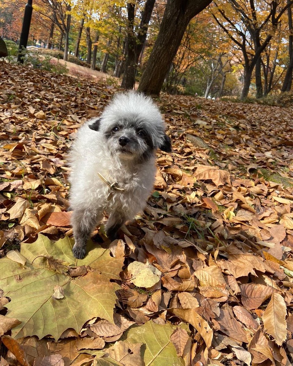 KYRSYJ's tweet image. [IG] 211117 dooeyuri: 언니 낙엽카펫 좋은데 가을 좀 붙잡아주면  앙대?! 🍁🐾 

#Dooe