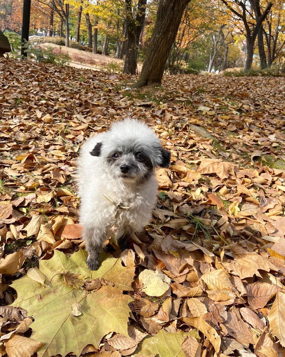 KYRSYJ's tweet image. [IG] 211117 dooeyuri: 언니 낙엽카펫 좋은데 가을 좀 붙잡아주면  앙대?! 🍁🐾 

#Dooe