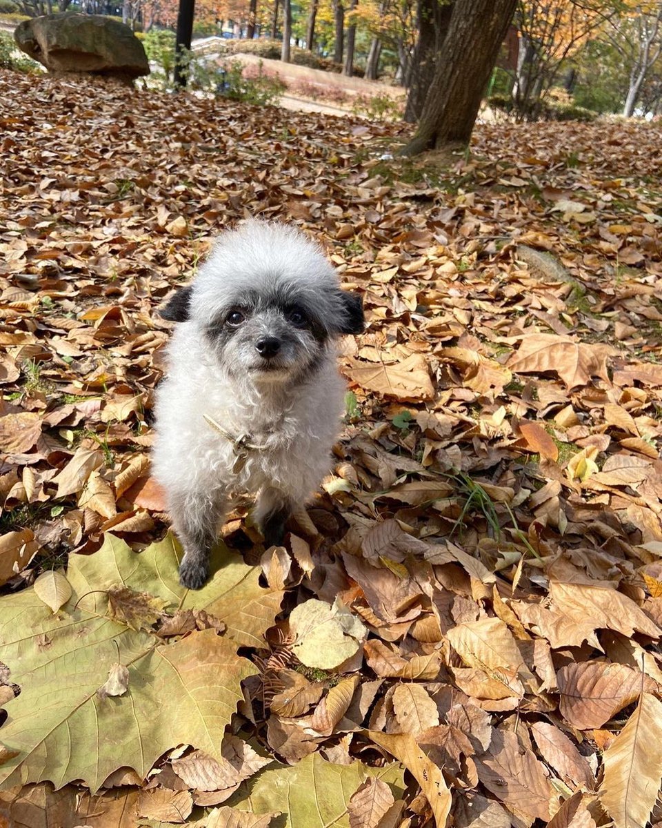 KYRSYJ's tweet image. [IG] 211117 dooeyuri: 언니 낙엽카펫 좋은데 가을 좀 붙잡아주면  앙대?! 🍁🐾 

#Dooe