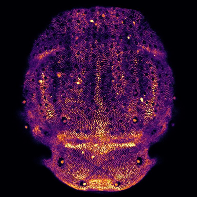 Congrats <a href="/schmanning/">Sam</a> for his prize winning image 'Armour Plated Fly' in @LightMicroAus in vivo imaging comp. What a stunning image, well deserved 👏<a href="/HarveyHippoLab/">Harvey Lab</a> <a href="/MicroMonash/">Monash Micro Imaging</a> <a href="/MonashBDI/">Monash Biomedicine Discovery Institute</a>