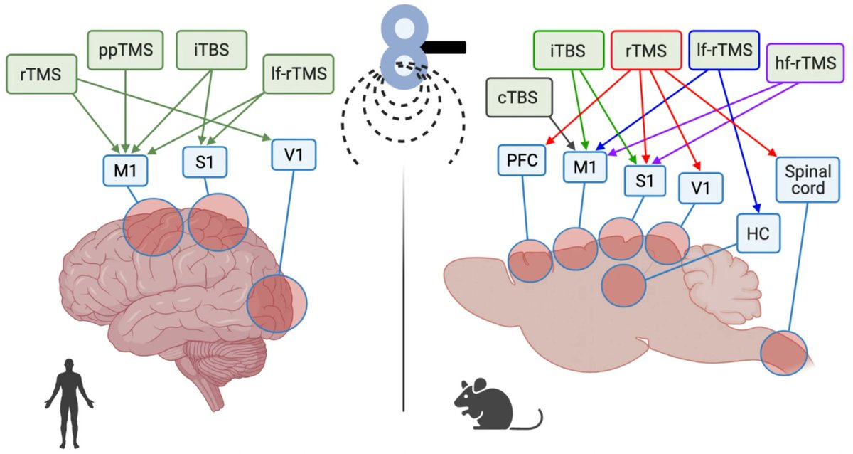 LabBnc's tweet photo. synaptic #plasticity is thought to underlie the efficacy of #TMS: read more in our new review at https://t.co/Nn162elM7K and share it!
#neuromodulation #brain #neuroscience #psychiatry #synapticplasticity @SpringerNature @jacopolamanna @sara_spad @alessionespoli https://t.co/OSndR8CfgN
