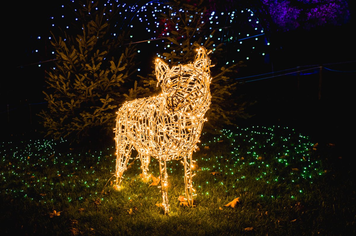 Ein weihnachtlicher Ausflugstipp für unsere Luzerner Mieterinnen und Mieter: Ab morgen, Donnerstag, 18. November könnt ihr im Lido in ein funkelndes Lichtermeer eintauchen. #WinterWonderland  winterwonderlandschweiz.ch 
Foto: @michelphotoCH