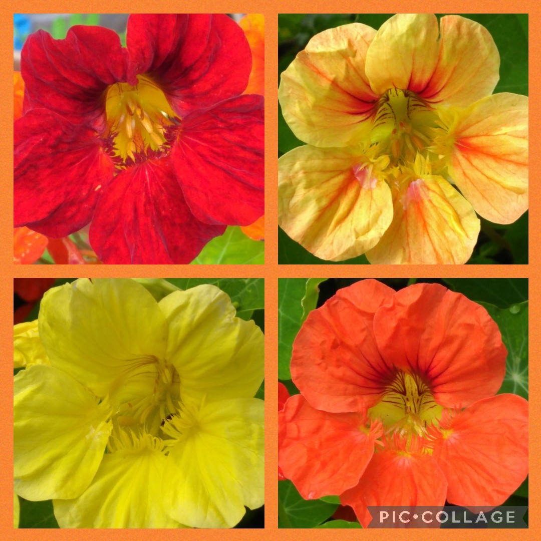 HelenMSimpson26's tweet image. N for nasturtiums, colourful, great smell, edible and self-seeding. #AlphabettyBlooms #gardening #flowers