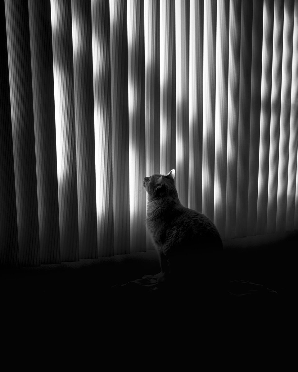 Dreaming … #photography #fineartphotography #bnwphotography #CatsOnTwitter #blackandwhitephotography #photooftoday #bnw