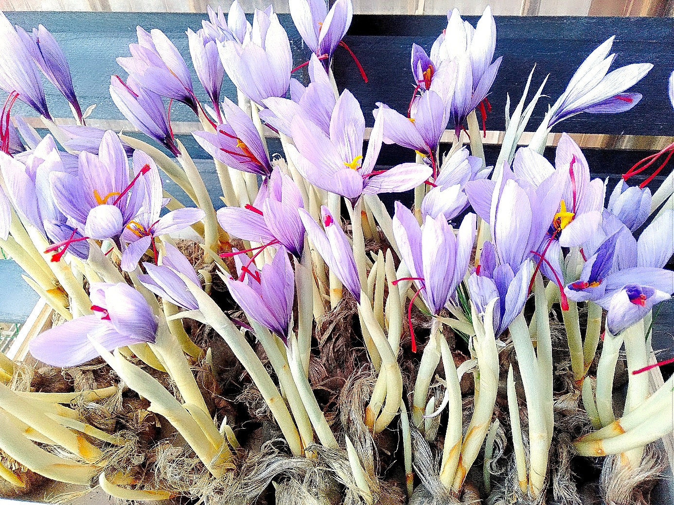 サフラン Twitter Search Twitter