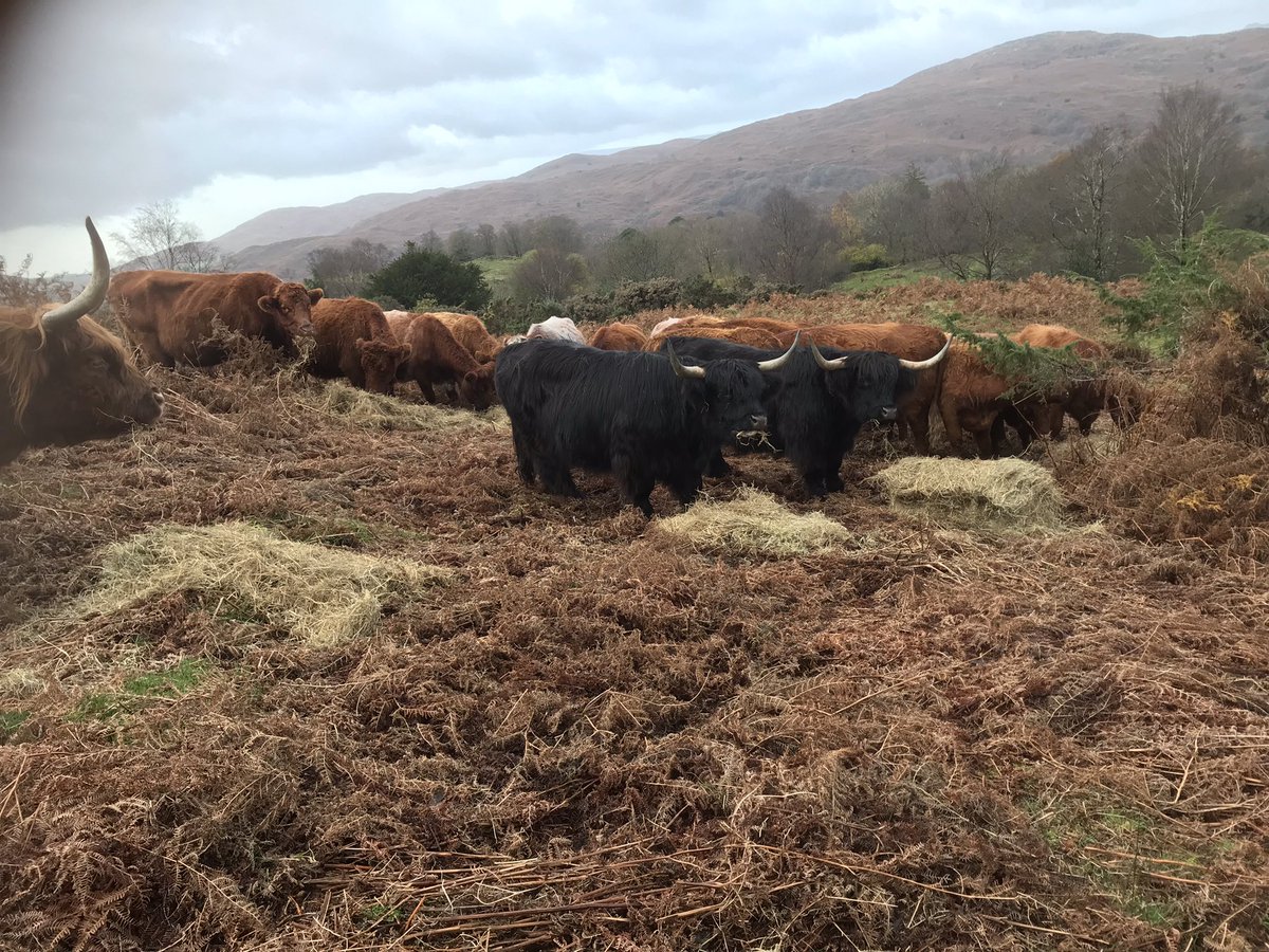 dodgsonwood's tweet photo. Breakfast with a view #highlandcattle #luingcattle #conservationgrazing #hay #LakeDistrict @RBSTrarebreeds https://t.co/lf24okWwZ3