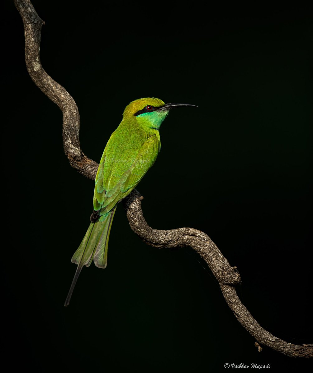 Green Bee Eater 💚

#birdphotography #BIRDSTORY #photooftoday #Birdsofparadise #Twitterhub @ProBirdRights @BirdWatchDaily @wildlifeInd @WildlifeofDay @fred_od_photo @marktakesphoto @PhotographyWeek