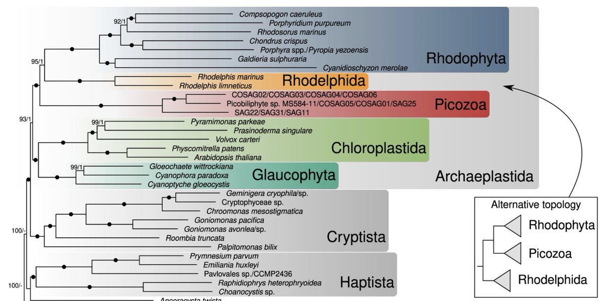Fabien Burki (@fburki) on Twitter photo Now in print, with a new title and more analyses. But the conclusions remain: Picozoa are archeplastids without plastids. Thanks to all the authors for a very enjoyable collaboration, especially <a href="/maxemilschon/">Max Emil Schön</a> for leading the analyses
nature.com/articles/s4146… Now in print, with a new title and more analyses. But the conclusions remain: Picozoa are archeplastids without plastids. Thanks to all the authors for a very enjoyable collaboration, especially <a href="/maxemilschon/">Max Emil Schön</a> for leading the analyses
nature.com/articles/s4146…