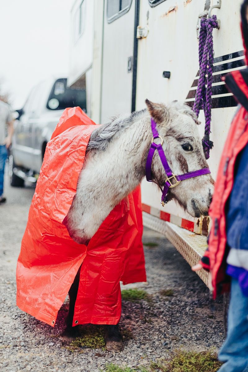Mini pony staying dry in a human poncho for your viewing pleasure. #photographer