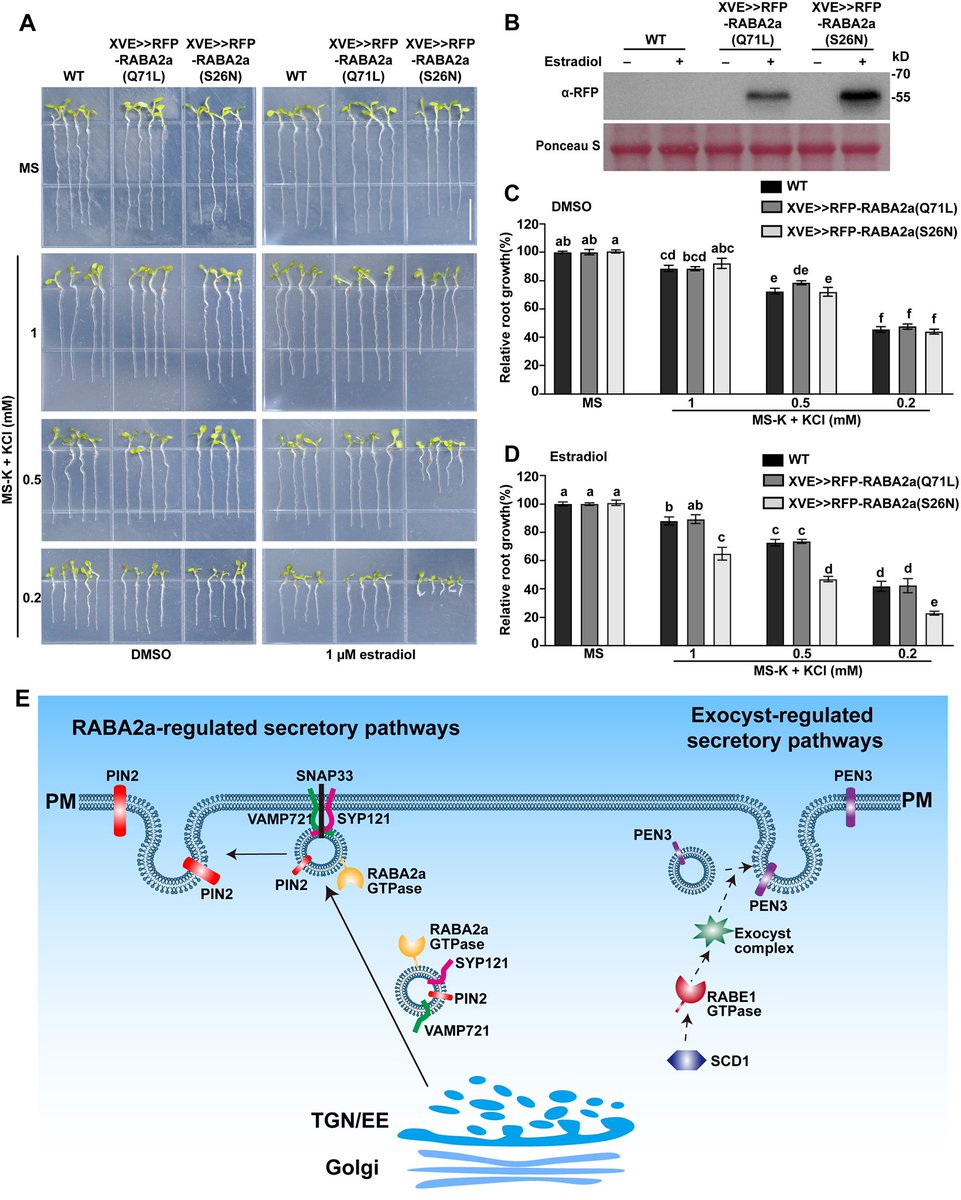 The Small GTPase RABA2a Recruits SNARE Proteins to Regulate Secretory Pathway in Parallel with the Exocyst Complex in Arabidopsis #research #MolecularPlant cell.com/molecular-plan…