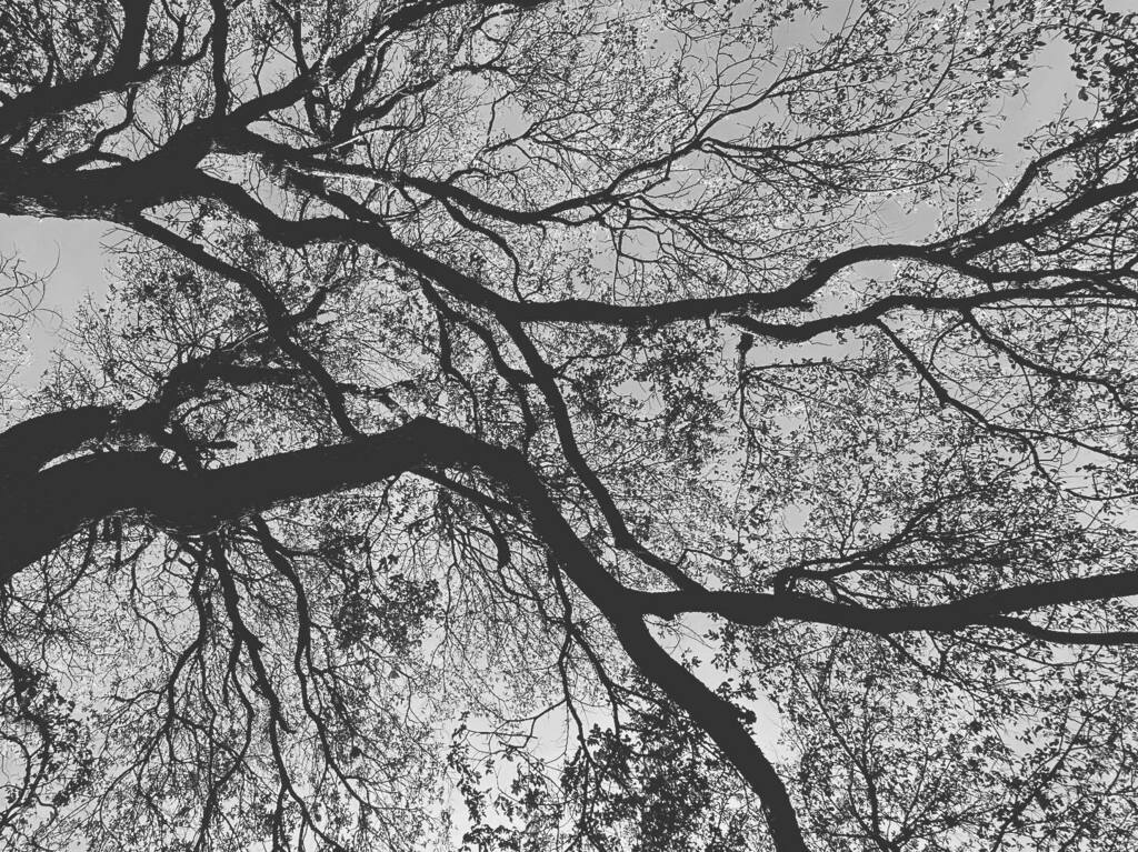 DS_Wallace's tweet photo. #trees #treesofinstagram #rivers #stuffthatlookslikestuff #blackandwhite #blackandwhitephotography https://t.co/xeLWZsmpo4 https://t.co/hlqEu07l9Y