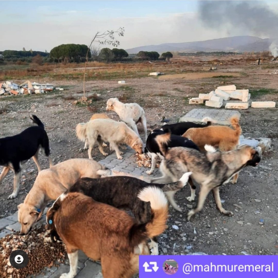 #Günaydın

Ayvalik-Altinova kapanan copluk beslemesi..
Biz yoksak,onlar da yok..
Kumbara linkine 1 kg bile mama gönderebilirsiniz...
Lütfen desteğinizi esirgemeyin..

Kumbara linki : 

mamasenden.com/mahmure-meral-

#mamasenden 
#hayvanhaklari #sokakhayvanlari