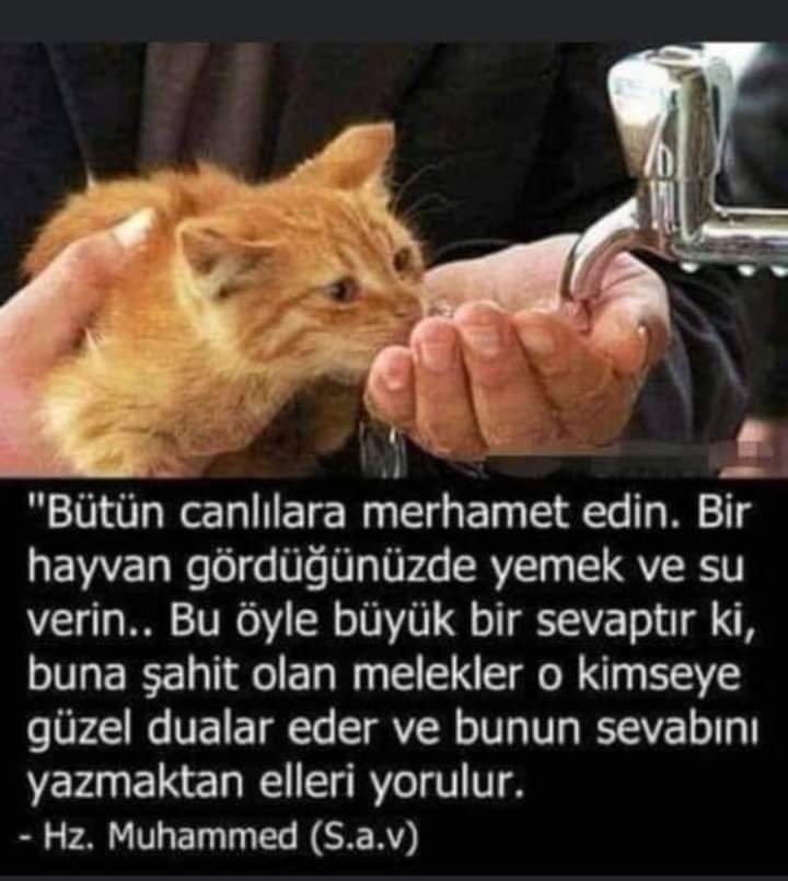 Günaydın 🐾🙏🐾🙏

#hayvanhaklari #sokakhayvanlari #kedi #kediler #köpek #empati