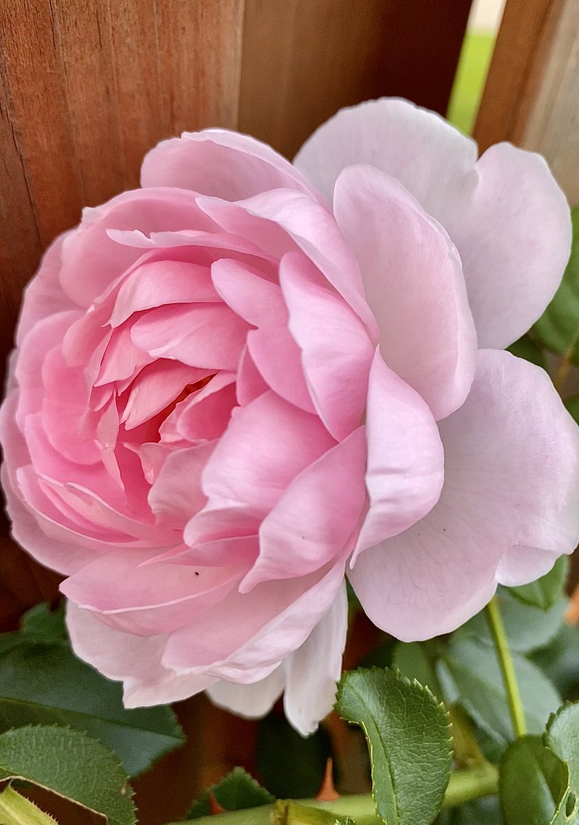 👋🤗 #RoseWednesday everyone. Striking a pose, side profile, is my Scepter’d Isle by ⁦<a href="/DAustinRoses/">David Austin Roses</a>⁩ This pink photo taken early October and how drastically the weather has changed since then. It snowed yesterday, was very cold &amp; dark too early #Flowers #Gardening #Roses