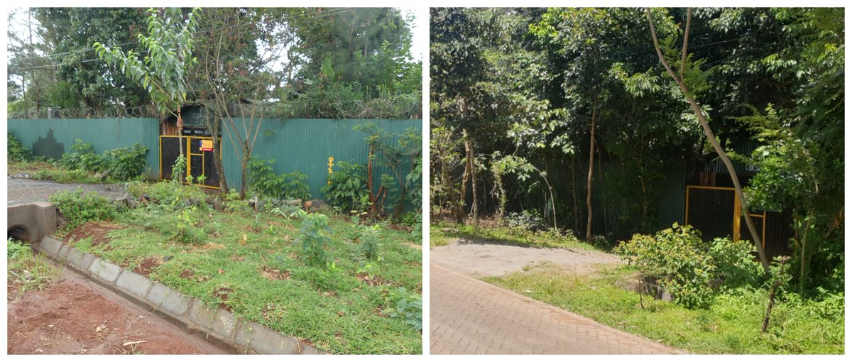 cookswelljikos's tweet image. We are happy to have made a few changes to the front our our Woodfuel Resource Center in Lower Kabete over the years because we 💚🌳🌳

#urbantreeplanting #pandamiti #cookswelljikos