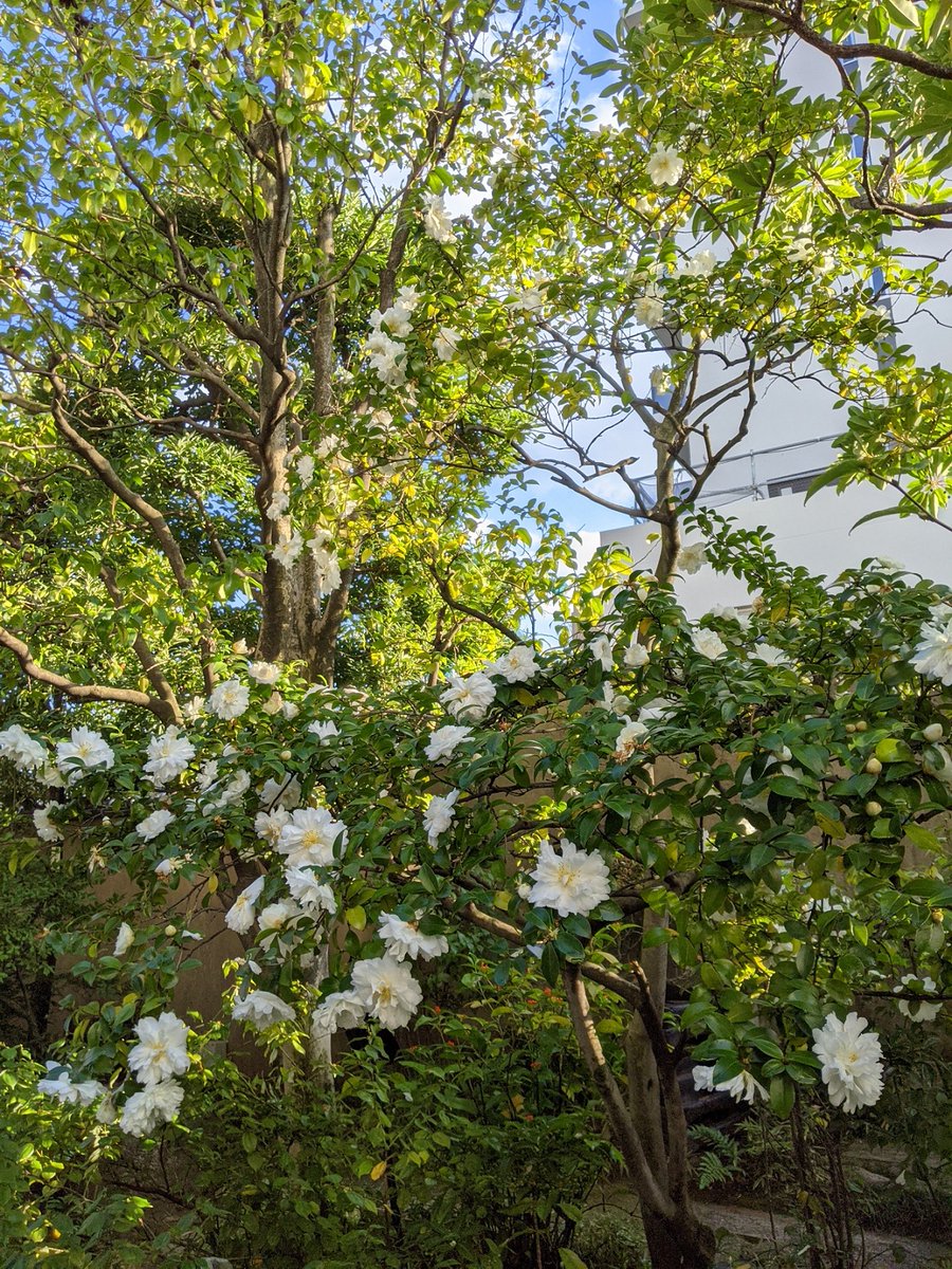 basho_museum's tweet photo. 芭蕉記念館のお庭　秋と冬。

#松尾芭蕉 #俳句 #深川 #隅田川 #森下 #清澄白河 #庭  #季語 #千両 #万両 #石蕗 #つわぶき #薄紅葉 #紅葉 #立冬 #秋 #冬 #散歩 #芭蕉記念館 #matsuobasho #haiku #bashomuseum https://t.co/yQ8KzY4jVs