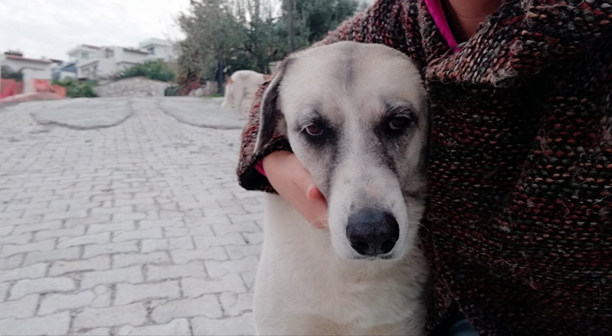 sinemoral74's tweet photo. Dünyanın tüm sokak hayvanları benim olsa... https://t.co/hihQtklnxp